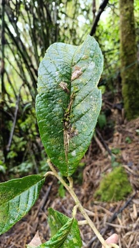 Meliosma frondosa — photo