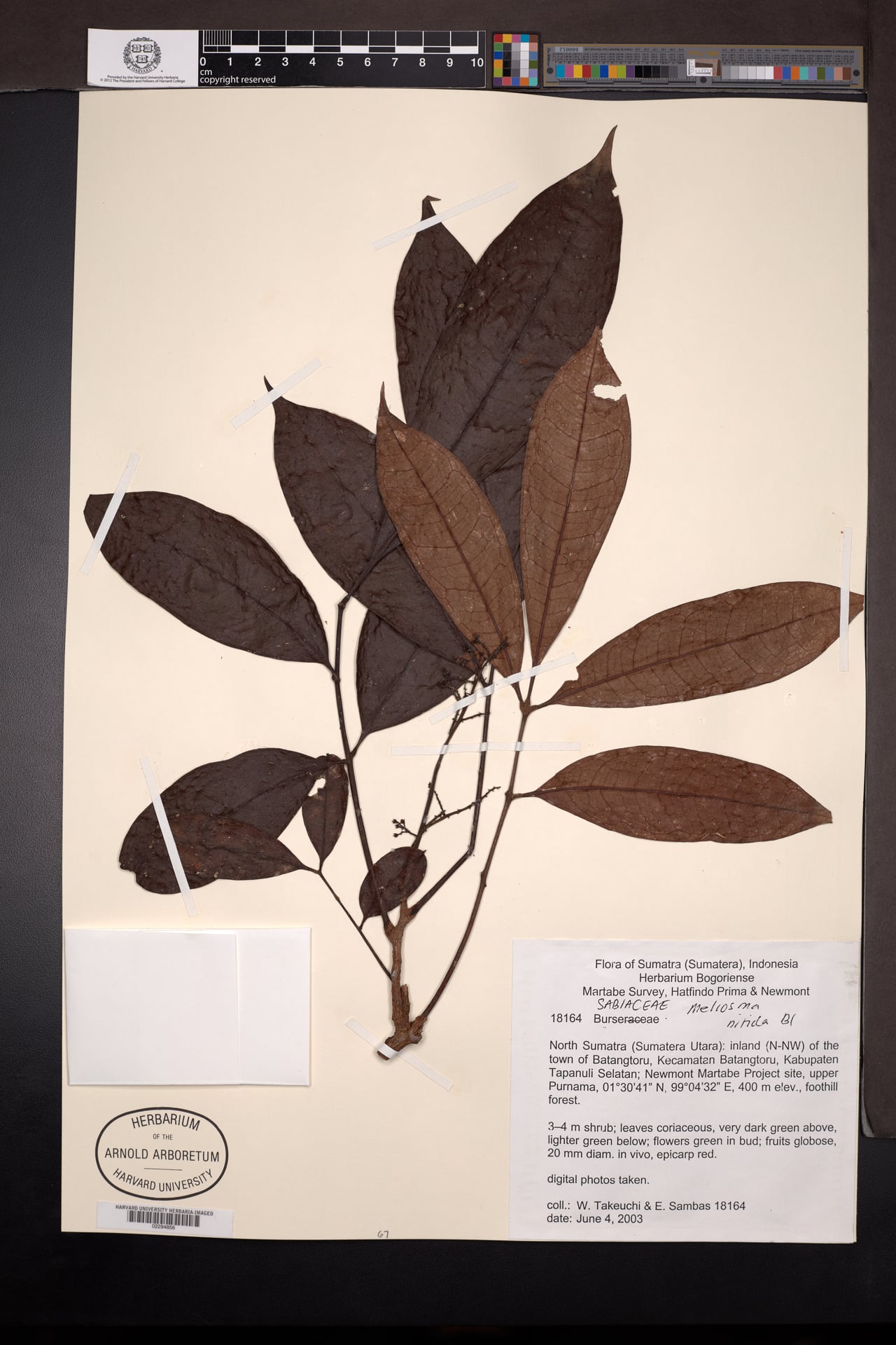 Meliosma nitida — photo