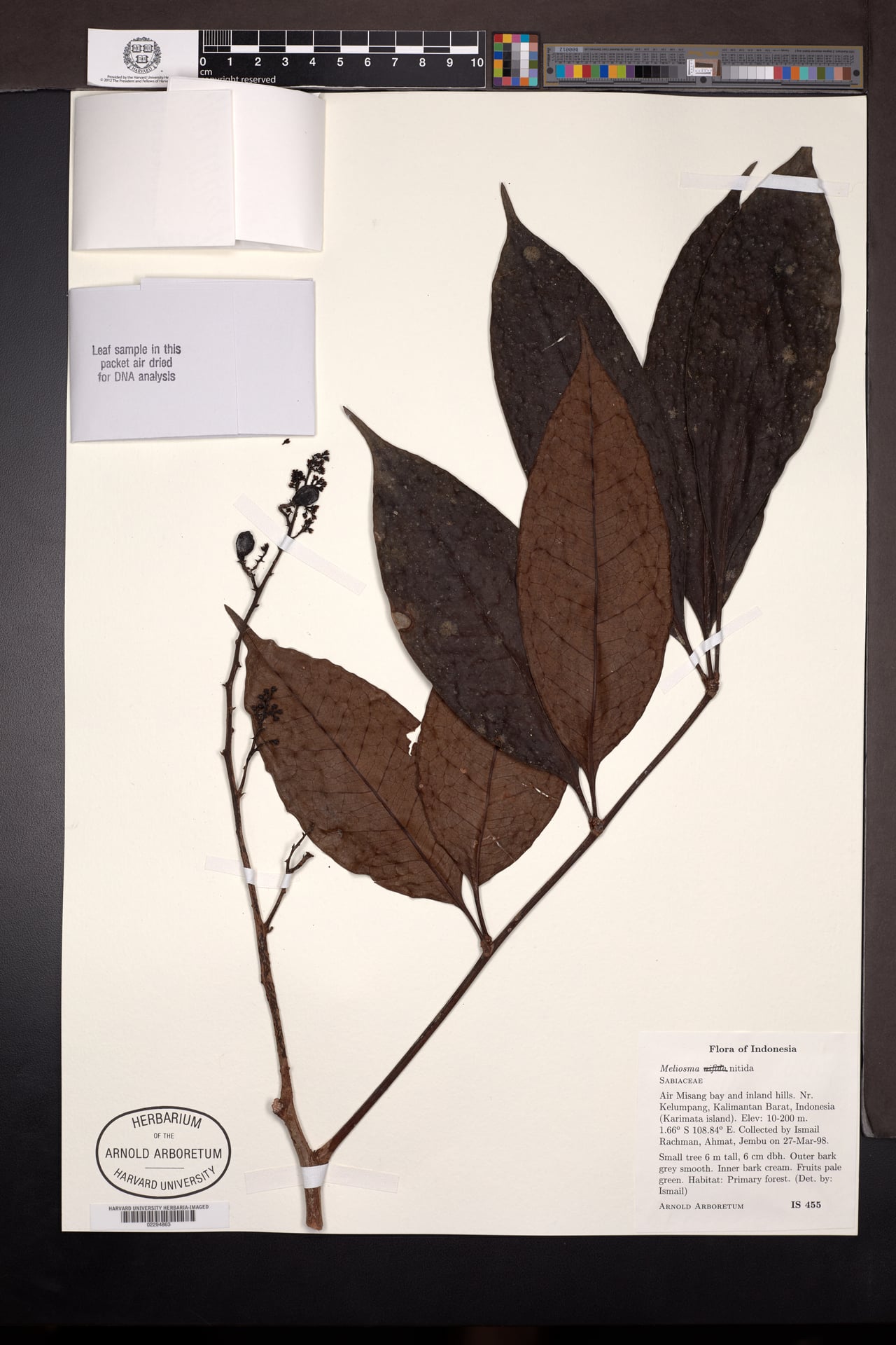Meliosma nitida — photo