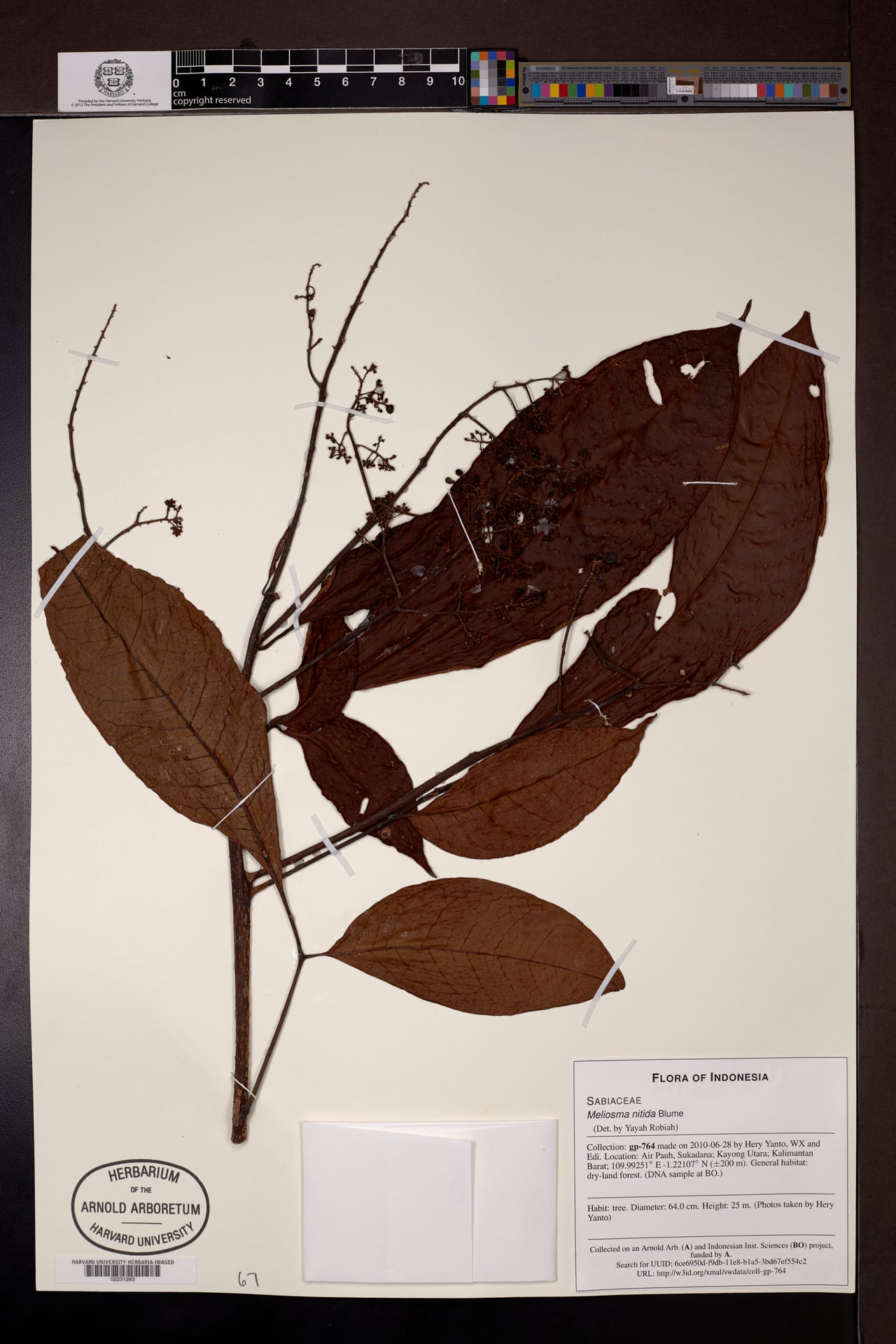 Meliosma nitida