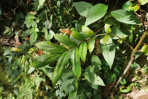 Meliosma rhoifolia (Mountain pork) — photo