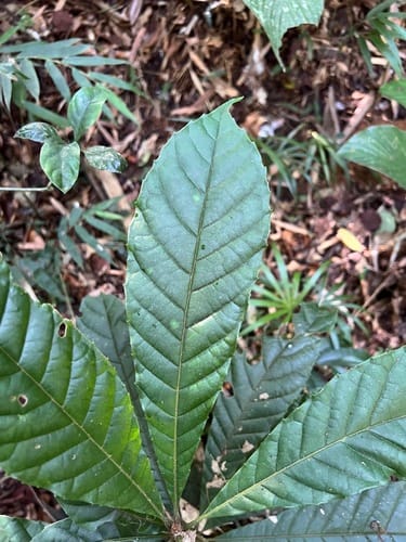 Meliosma sellowii (Piguaca-iba Piguacaba) — photo