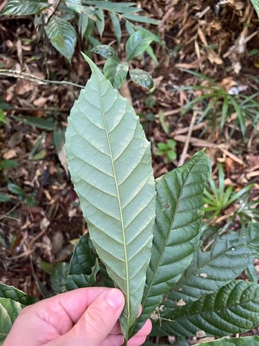 Meliosma sellowii (Piguaca-iba Piguacaba) — photo