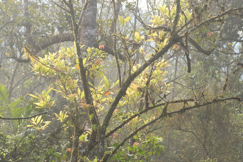 Meliosma simplicifolia (Mountain meliosma) — photo