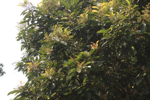 Meliosma simplicifolia (Mountain meliosma) — photo