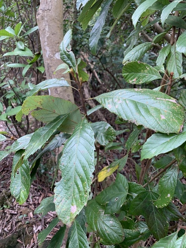 Meliosma simplicifolia subsp. fordii (Dtaa kwaa daw) — photo