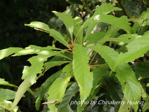 Meliosma simplicifolia subsp. fordii (Dtaa kwaa daw) — photo