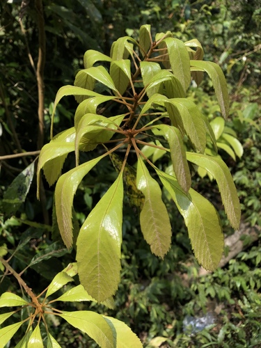 Meliosma simplicifolia subsp. fordii