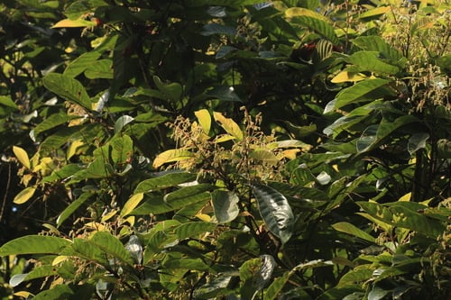 Meliosma simplicifolia