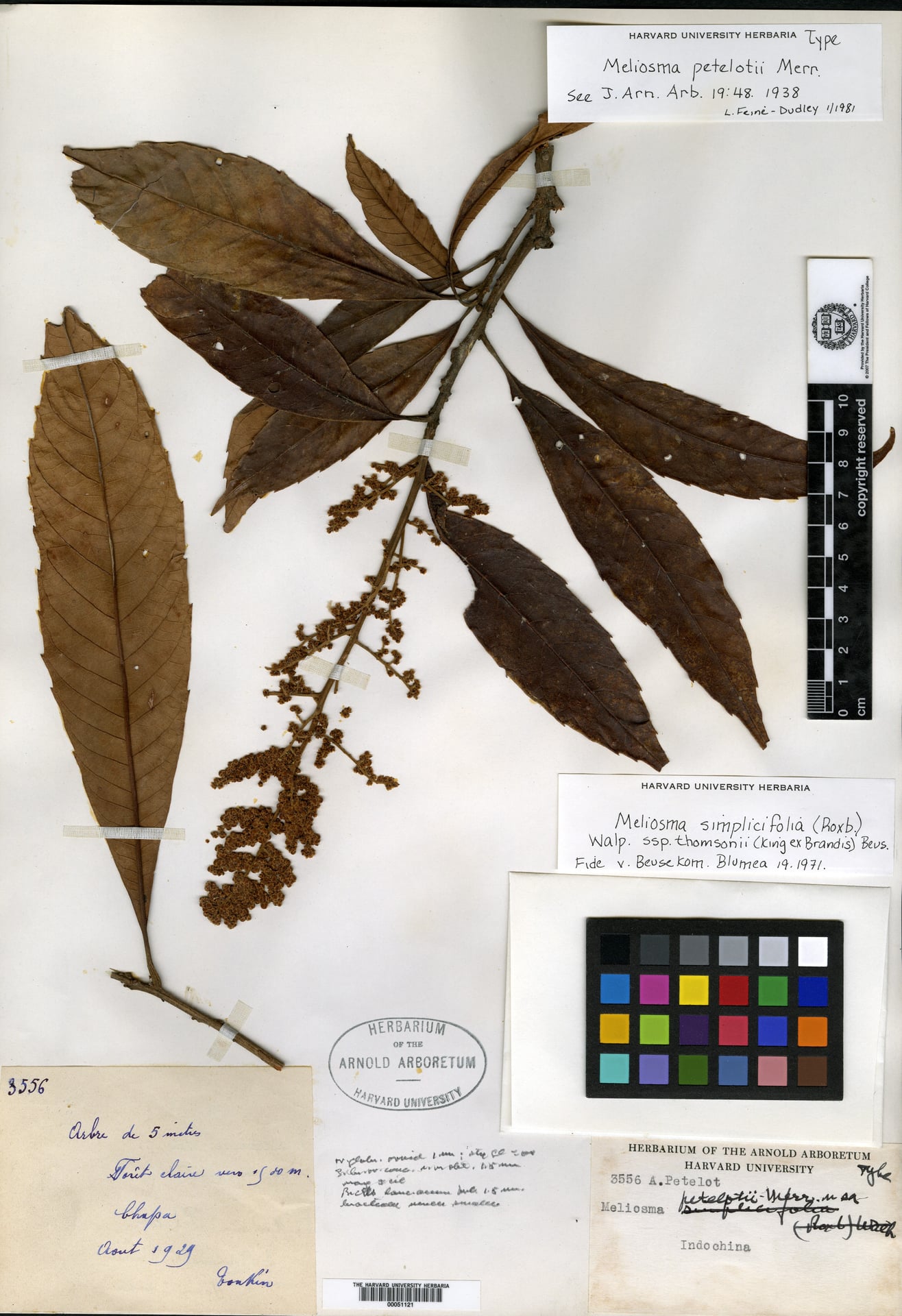 Meliosma thomsonii — photo
