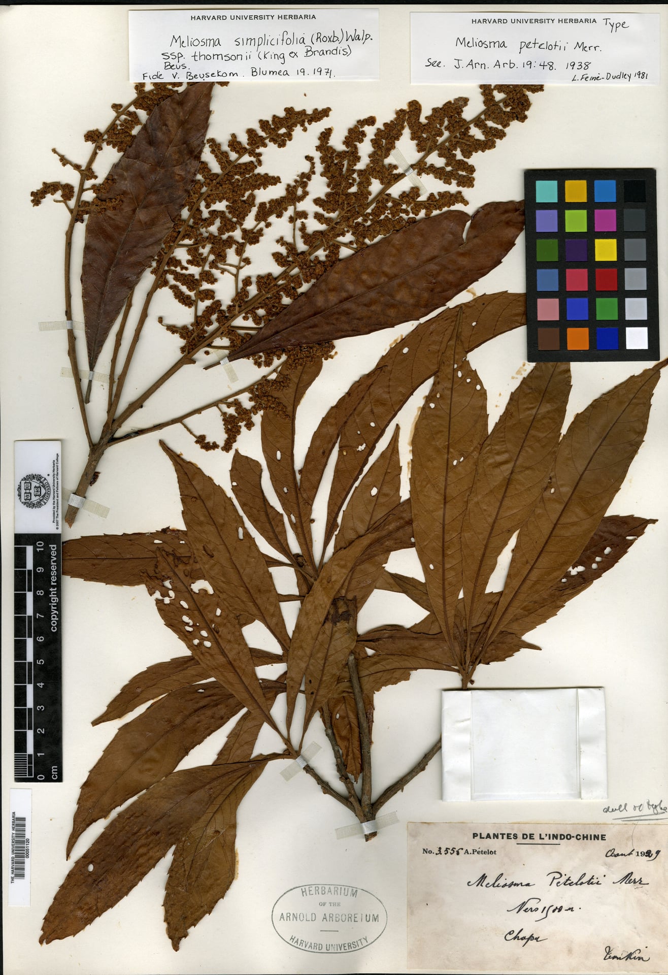 Meliosma thomsonii