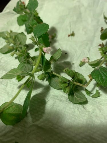 Melissa officinalis subsp. inodora — photo