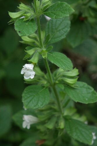 Melissa officinalis subsp. inodora