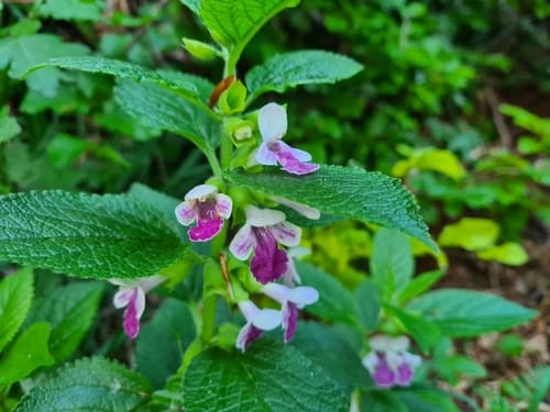 Melittis melissophyllum (Bastard balm) — photo