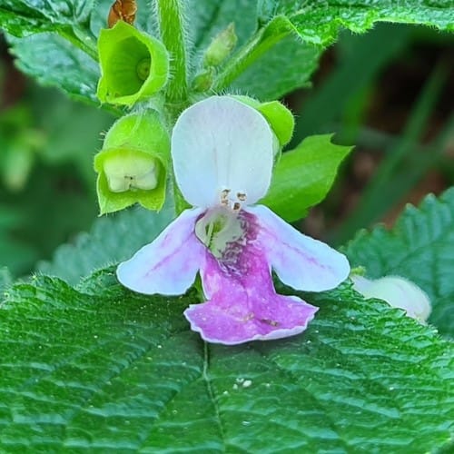 Melittis melissophyllum (Bastard balm) — photo