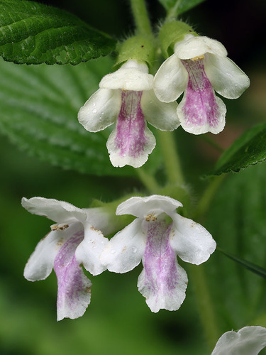 Melittis melissophyllum