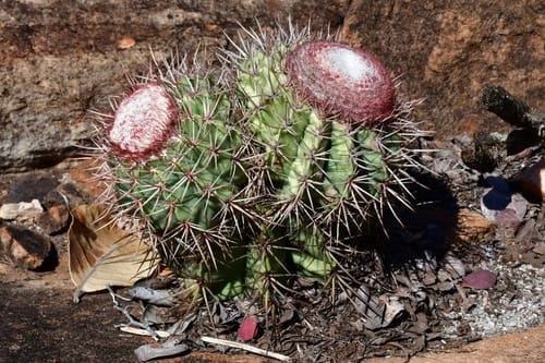 Melocactus bahiensis — photo