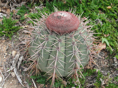 Melocactus bahiensis