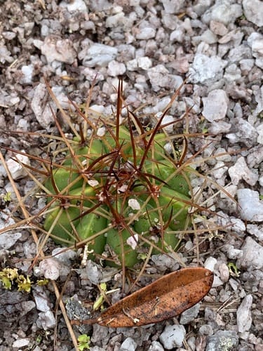 Melocactus bahiensis — photo