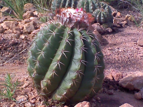 Melocactus curvispinus — photo