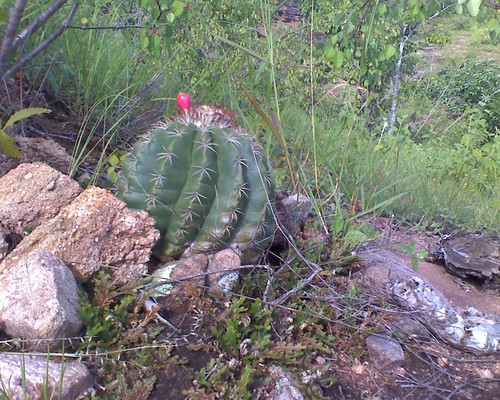 Melocactus curvispinus — photo