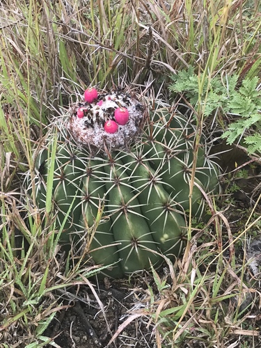 Melocactus curvispinus subsp. caesius — photo