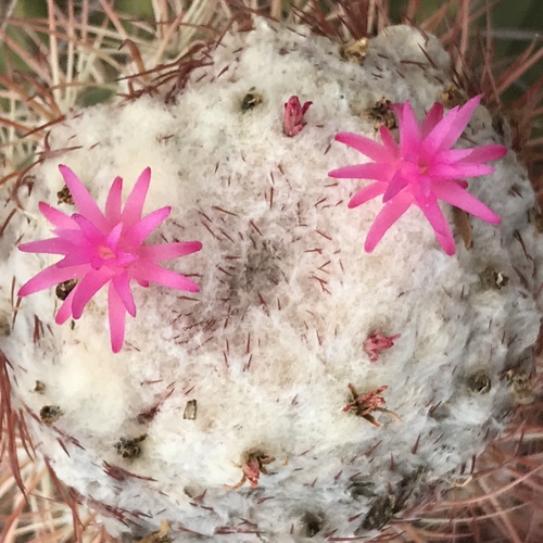 Melocactus curvispinus subsp. caesius — photo