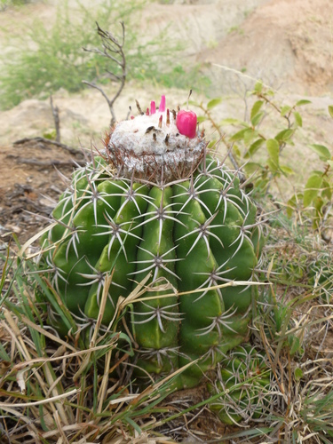 Melocactus curvispinus subsp. caesius