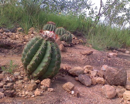 Melocactus curvispinus