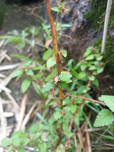 Melochia melissifolia — photo