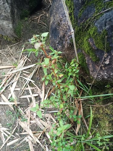 Melochia melissifolia — photo
