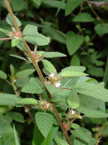 Melochia melissifolia