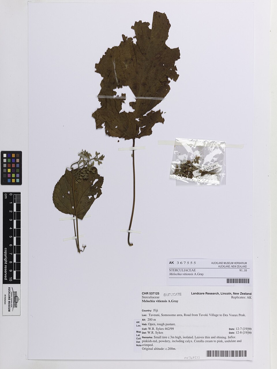 Melochia vitiensis