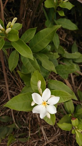 Melodinus fusiformis
