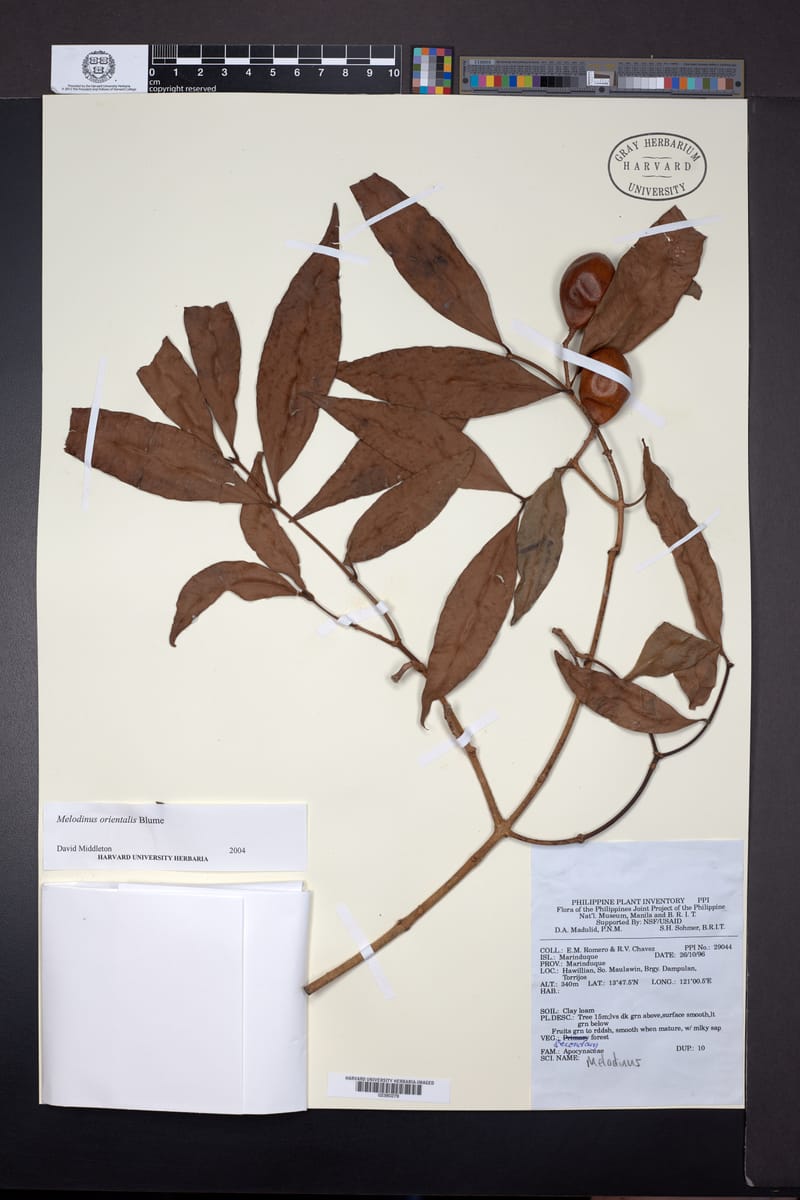 Melodinus orientalis (Micranthus melodinus) — photo