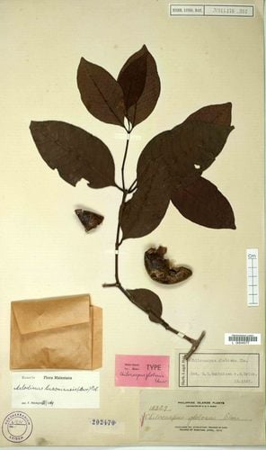 Melodinus orientalis