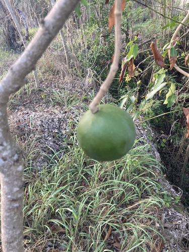 Melodinus scandens