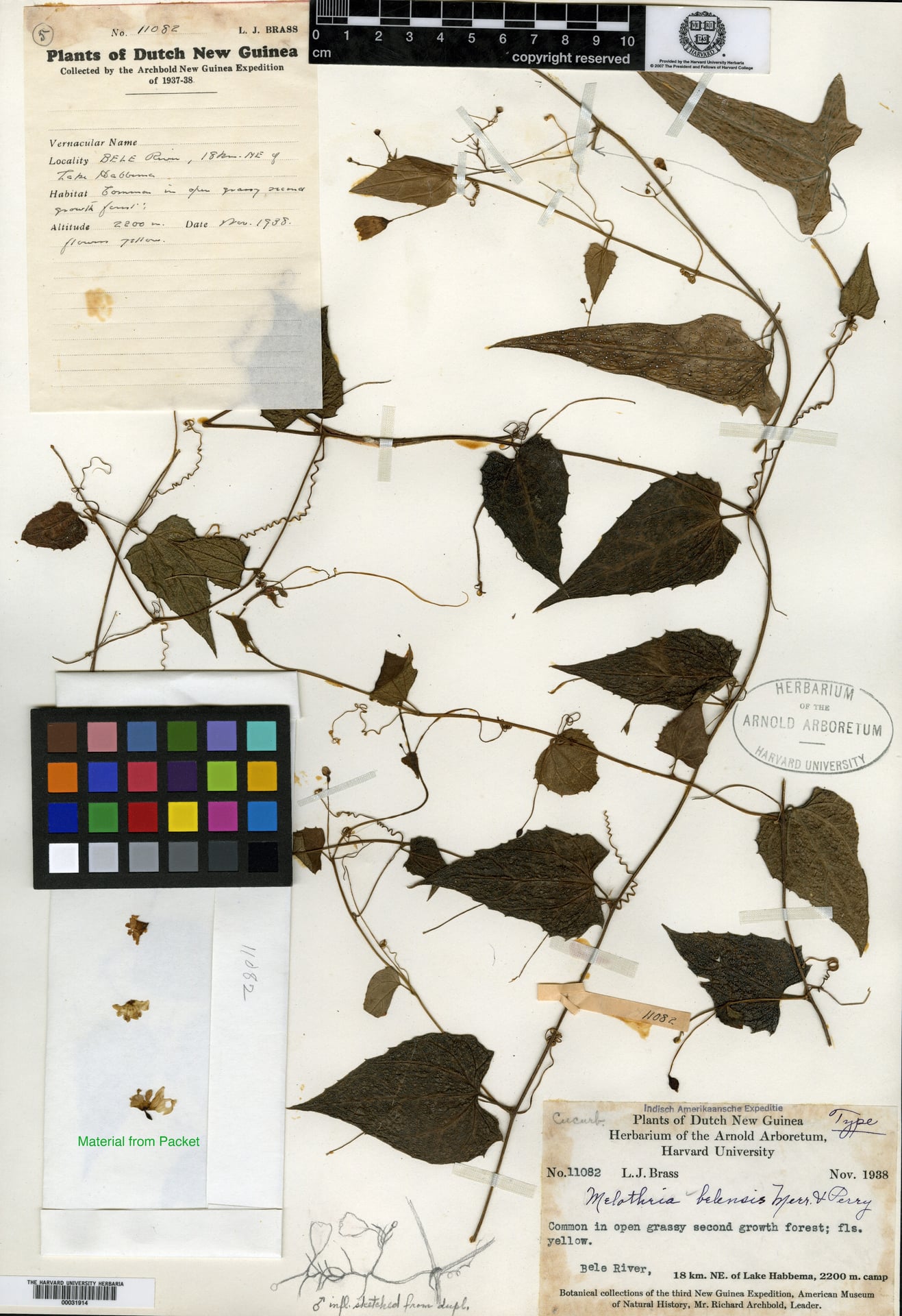 Melothria belensis