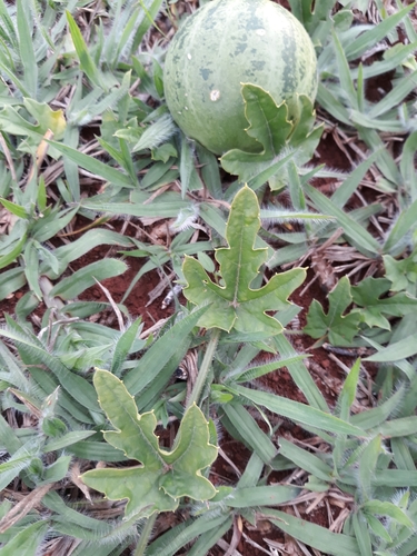 Melothria campestris (Cerrado watermelon) — photo