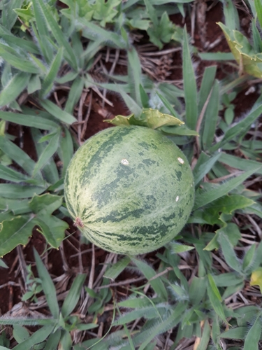 Melothria campestris
