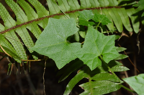 Melothria cucumis — photo
