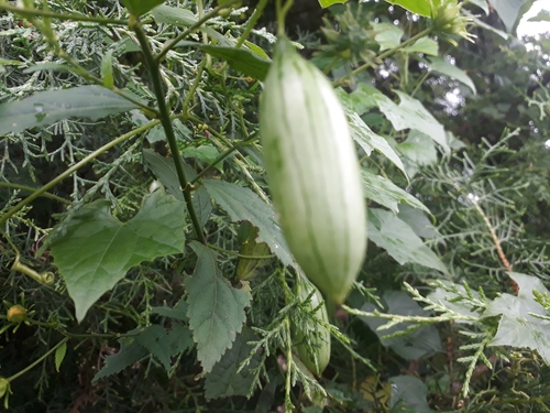 Melothria cucumis — photo