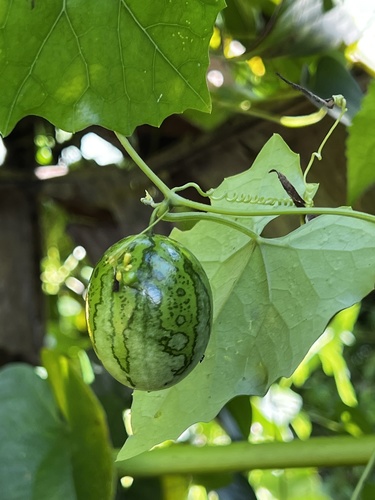 Melothria dulcis (Ococa) — photo