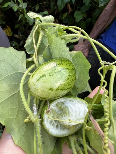 Melothria dulcis (Ococa) — photo