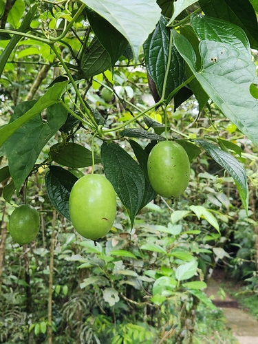 Melothria dulcis