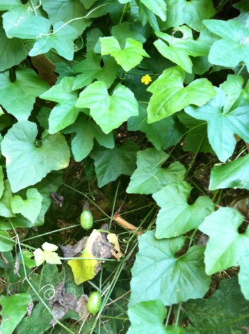 Melothria pendula (Creeping cucumber) — photo