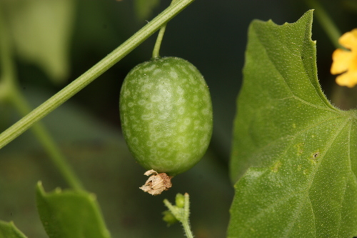 Melothria pendula (Creeping cucumber) — photo
