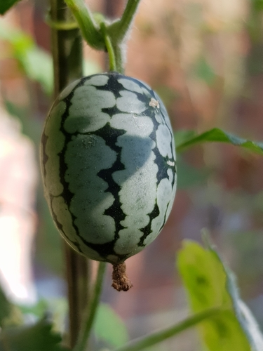 Melothria scabra (Mexican sour gherkin) — photo