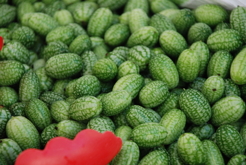 Melothria scabra (Mexican sour gherkin) — photo
