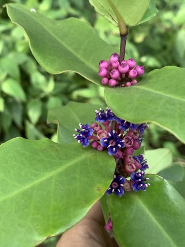 Memecylon caeruleum